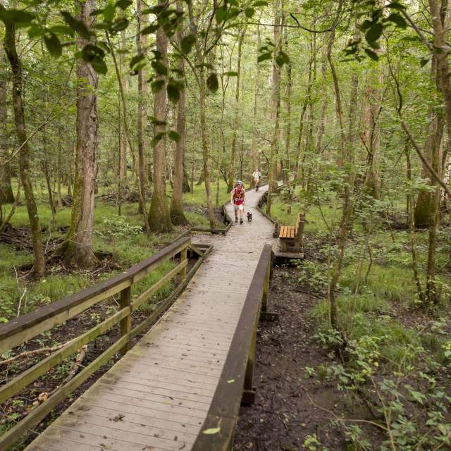 Congaree NP