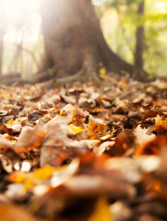 A Guide to Fall in Columbia: Foliage, Farms, and Festivities