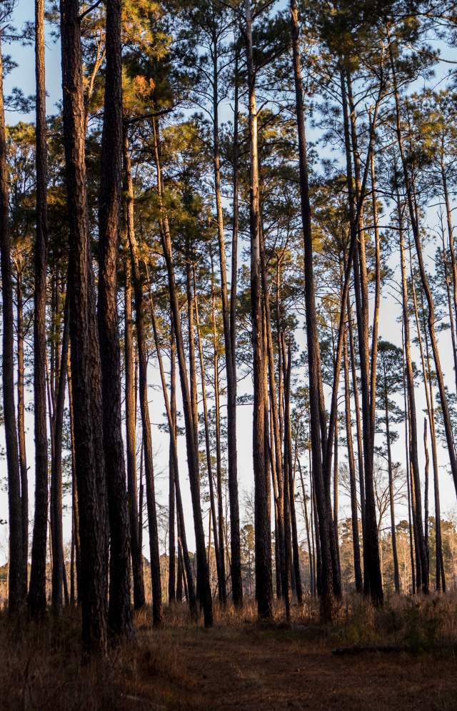 Harbison State Forest