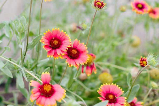 Pink flowers in a field