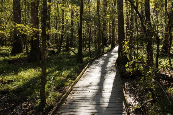 Family walking at Congaree National Park
