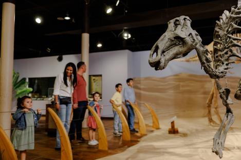 A child stands next to a dinosaur skeleton exhibit.