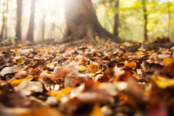 Fall cover photo
