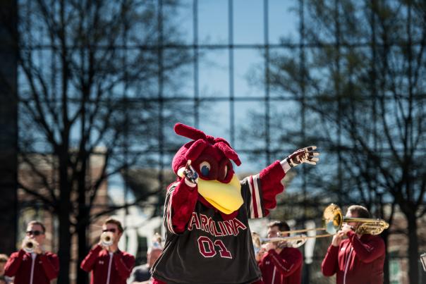 Cocky mascot dancing