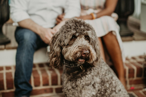 Brown Labradoodle