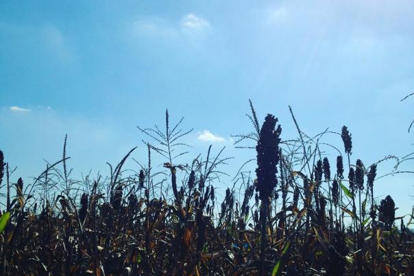 cornmazwe