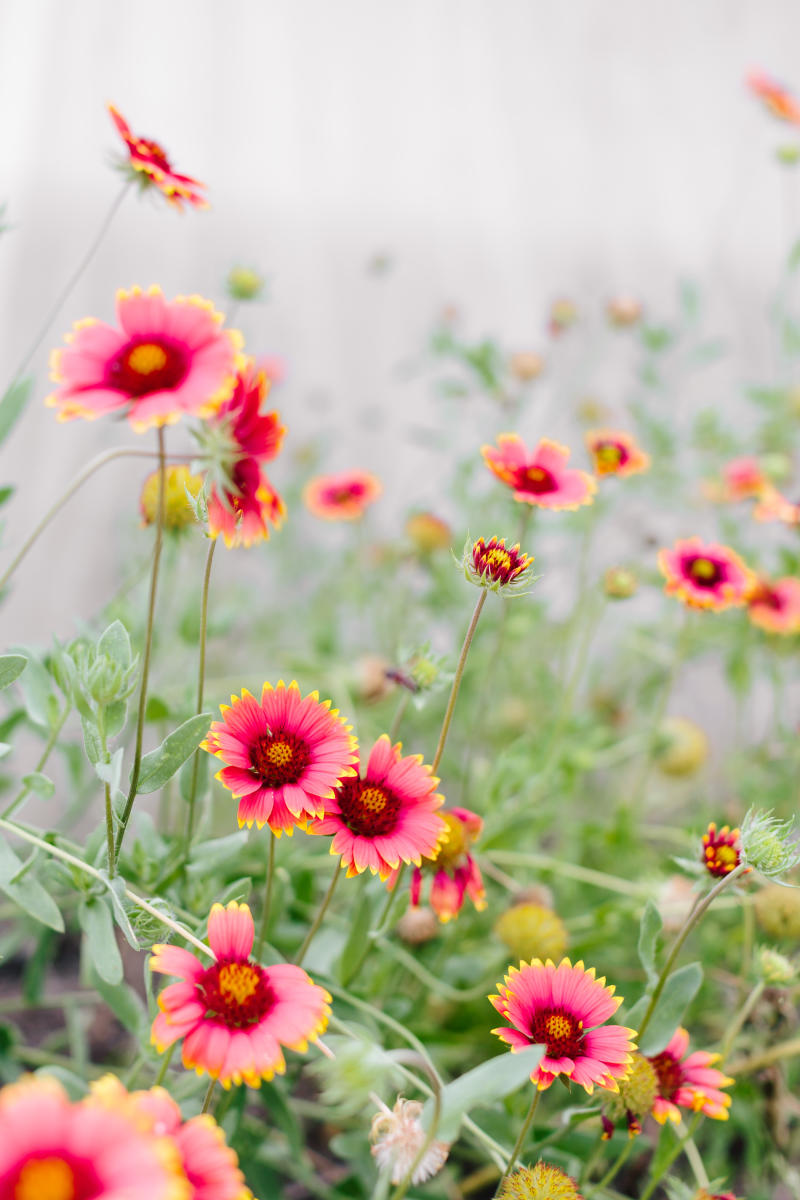 Explore Spring Blooms in Columbia SC | Gardening Notes & Flowers