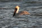 Bird Hike @ Fort Macon State Park