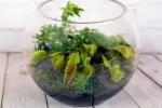 Carnivorous Terrarium Class @ Carolina Home and Garden