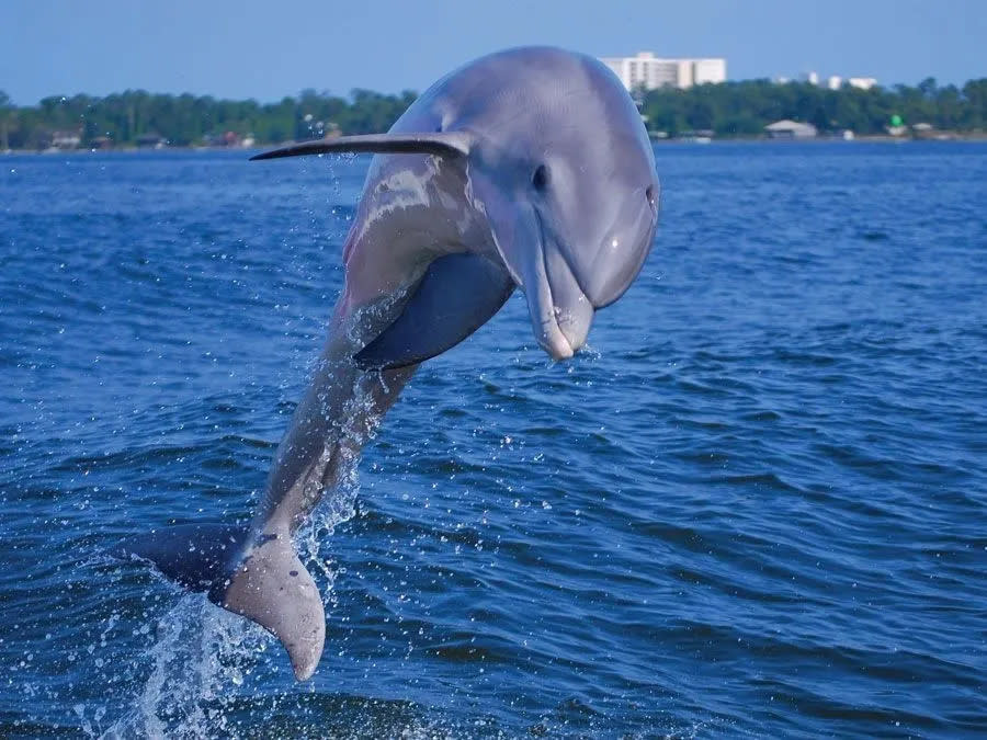 Soundside Tours Soundside Tours | Emerald Isle, NC