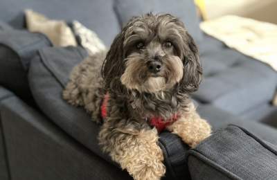 Dog on couch