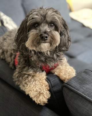 Dog on couch