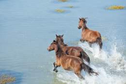 Shackleford Horses Running in Water