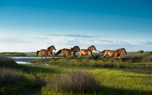Cape Lookout - Horses Running
