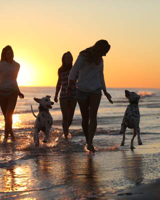 Dogs on the beach