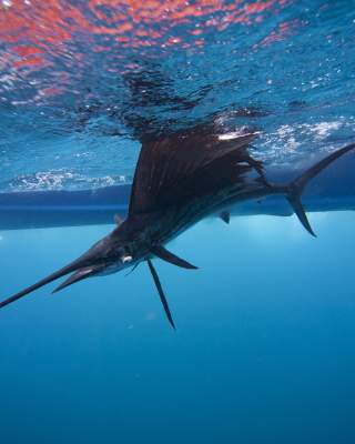 Marlin