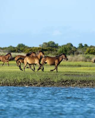 Shackleford Banks Horses