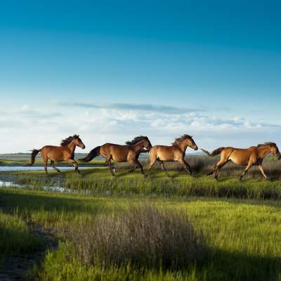 Cape Lookout - Horses Running