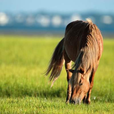 horse