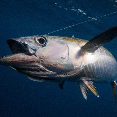 a large fish under water