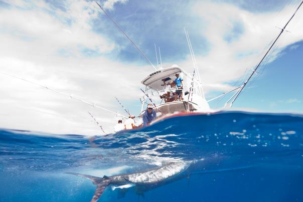 underwater view of a fish being caught in the open waters