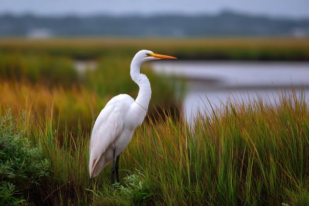 Great Egret in marsh