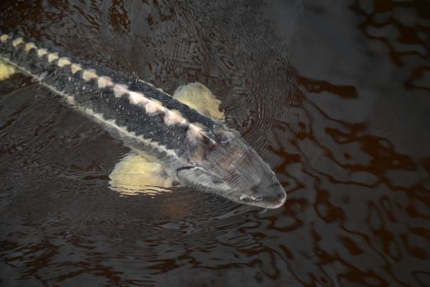 Sturgeon Breaching