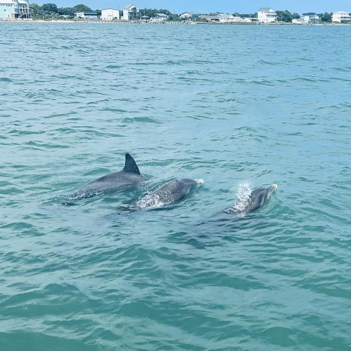 Crystal Coast Ecotours