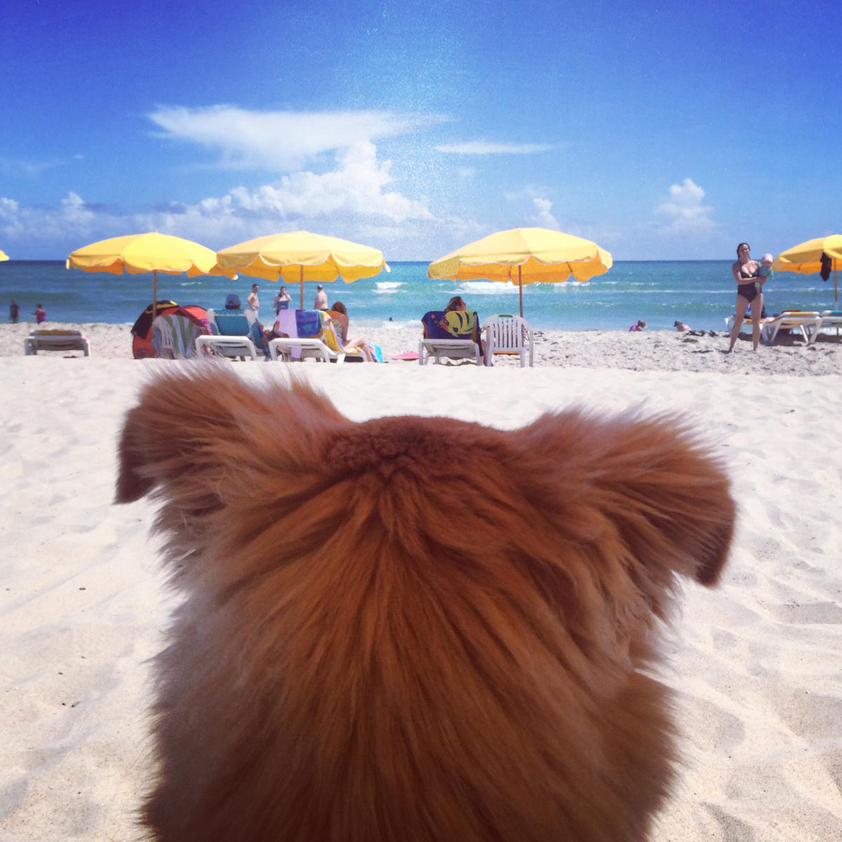 Atlantis Lodge Pet Friendly