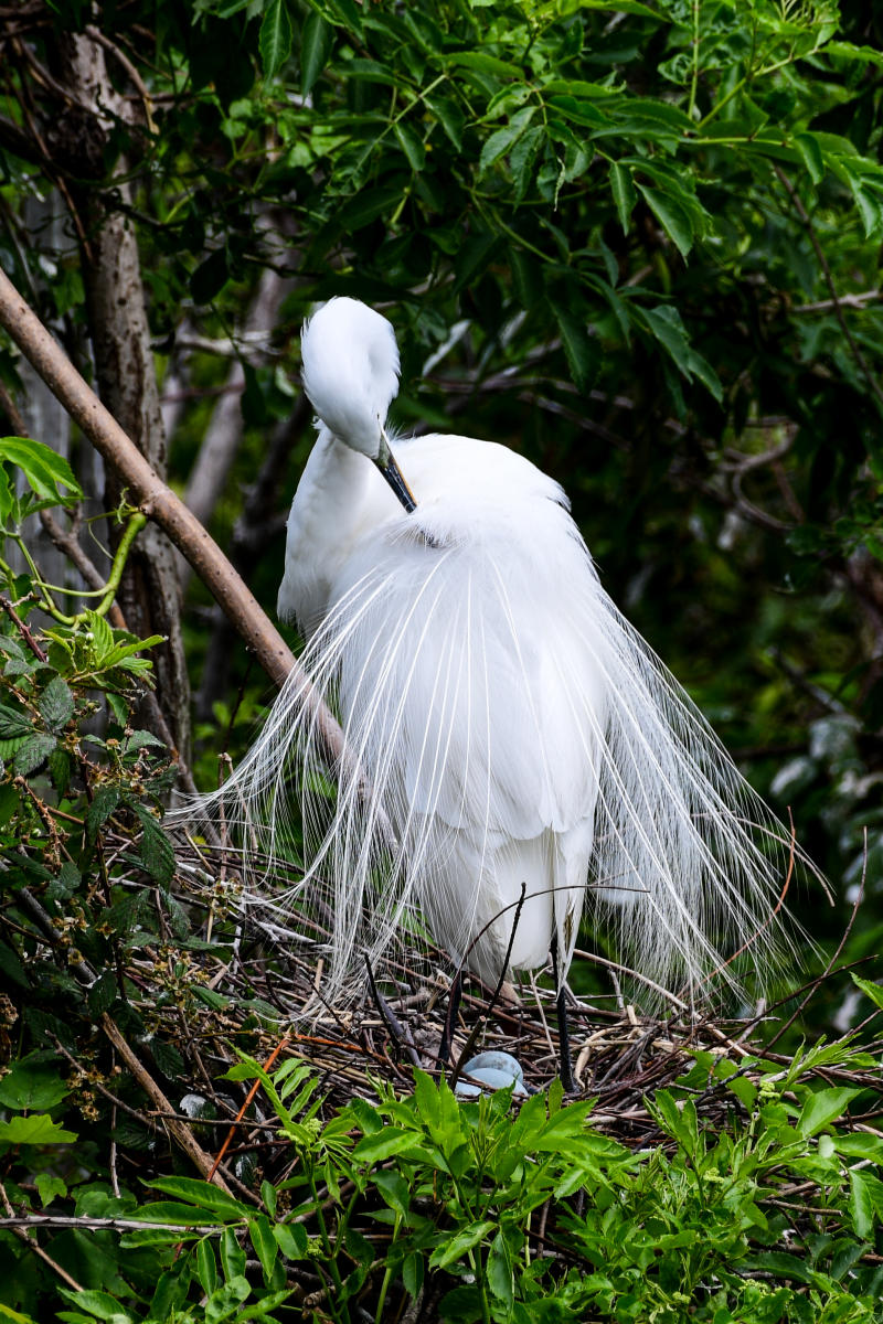 Gret Egret Nesting