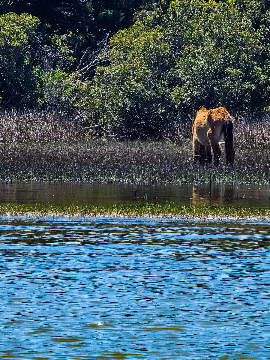 Horse from the water