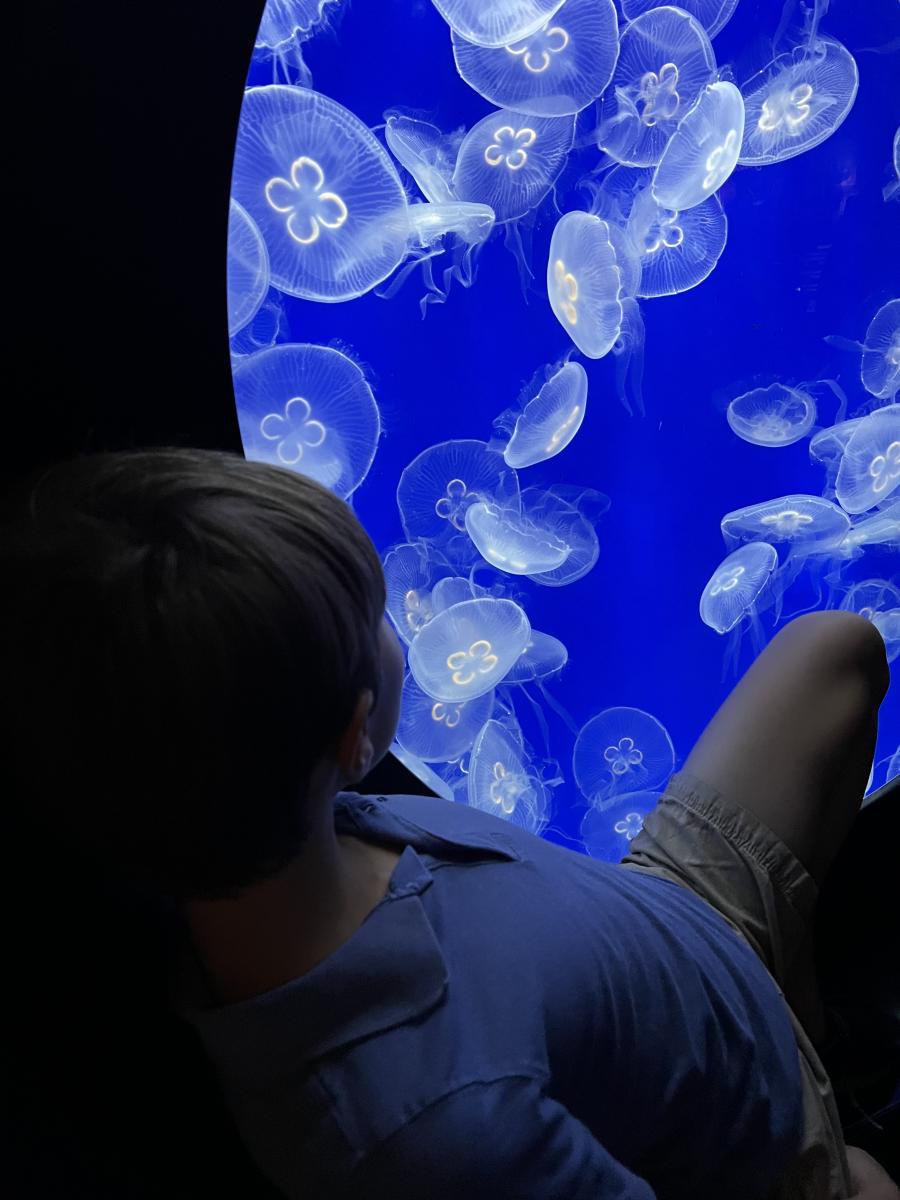The Savvy Mama Lifestyle NC Aquarium at PKS