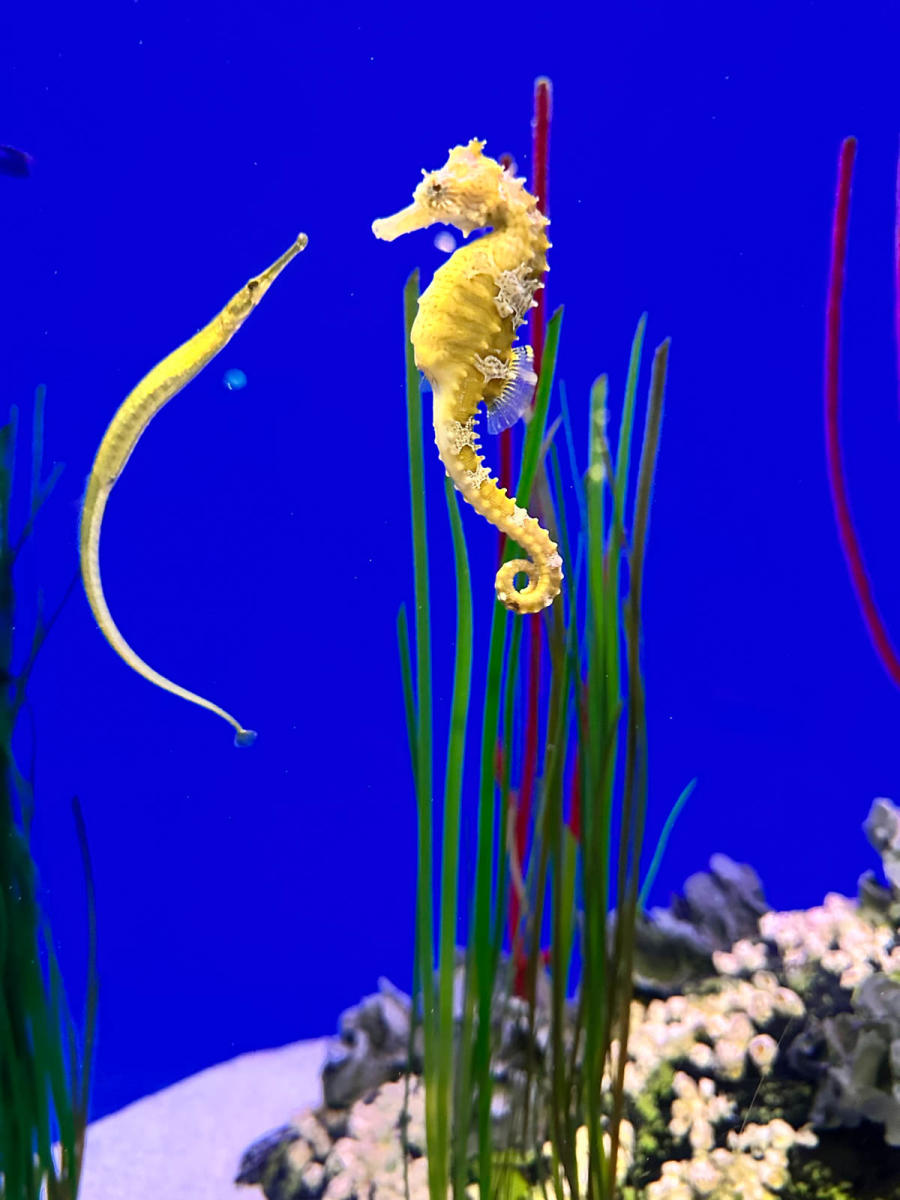 Liz Mays NC Aquarium at PKS
