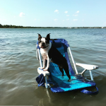 Beach dog