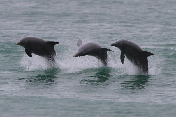 Dolphins in the Surf