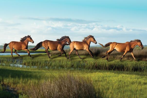 Wild Horses