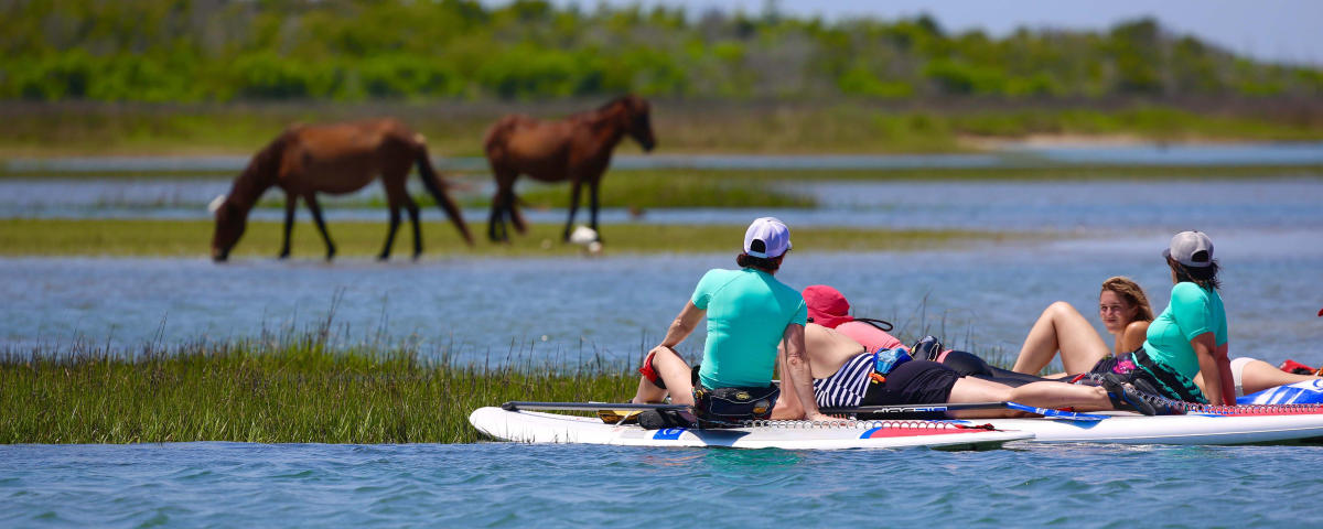 Paddle boarders looking at horses