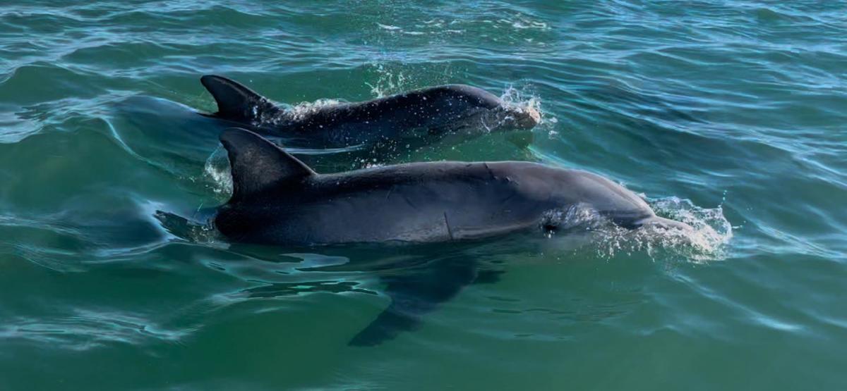 Two dolphins in the sound