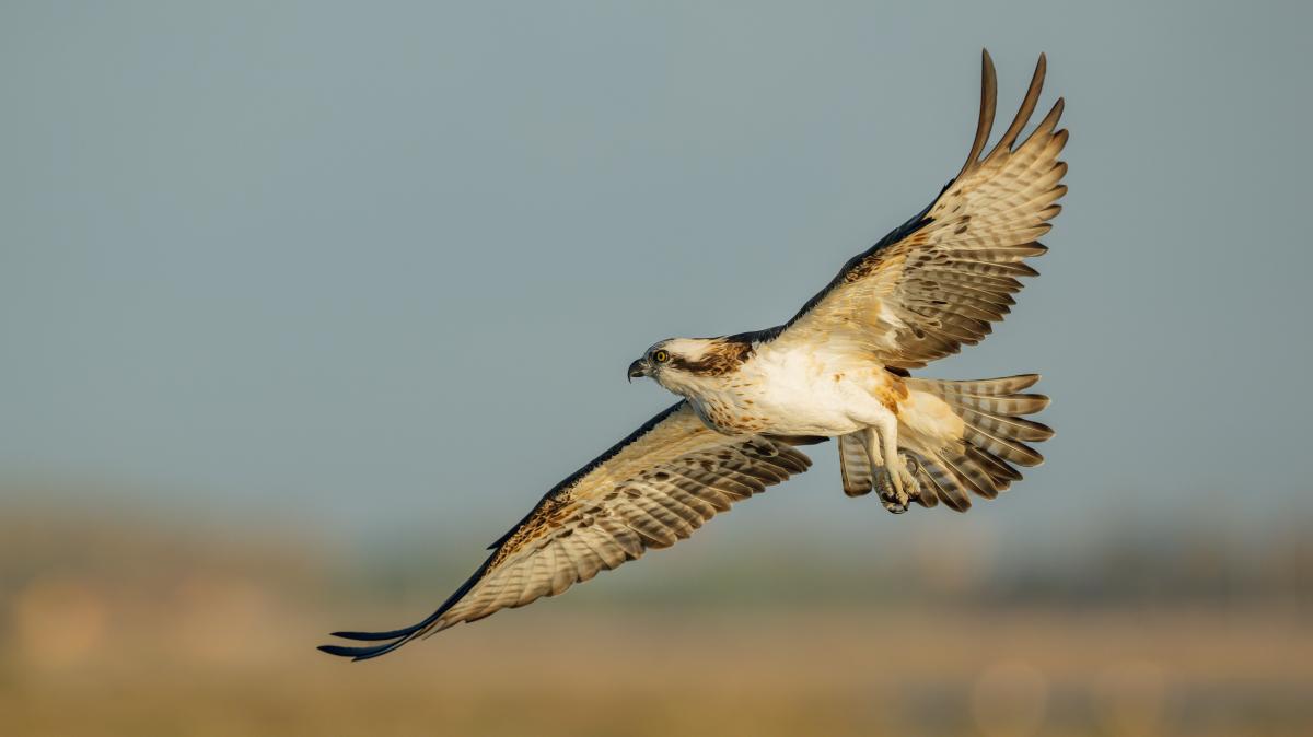 Osprey Flying