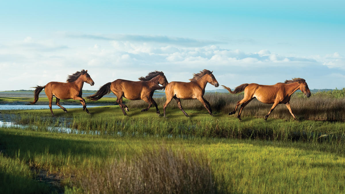 Wild Horses