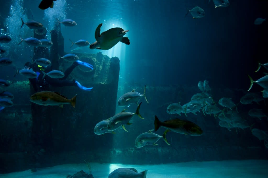 Aquarium
