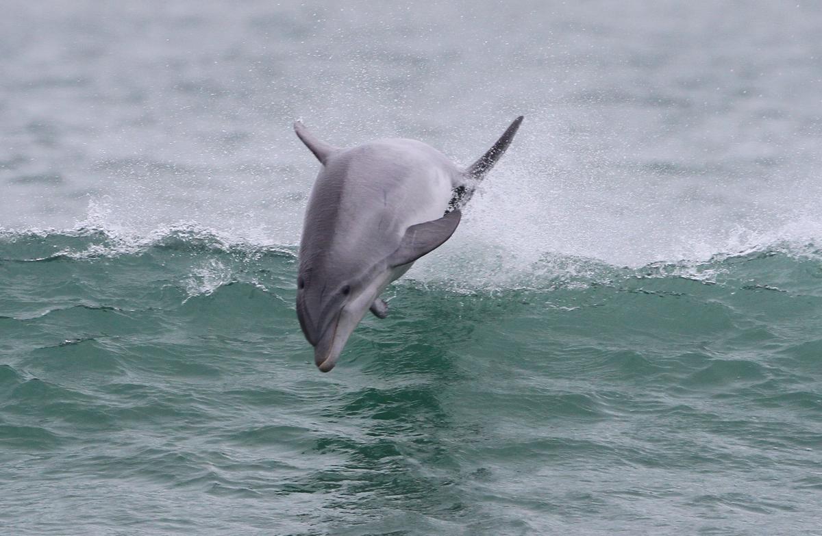 Dolphin jumping in the waves