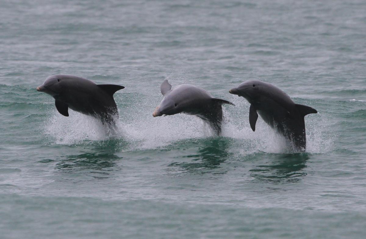 Dolphins in the Surf