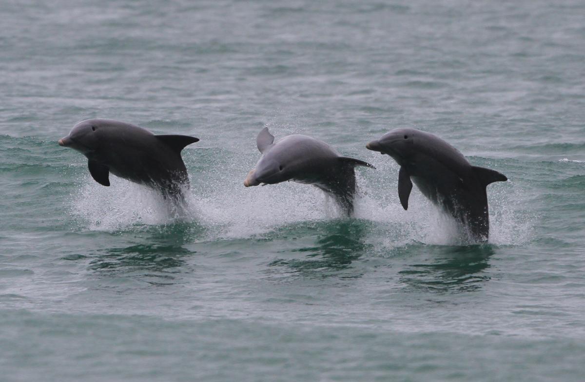 Trio of Dolphins