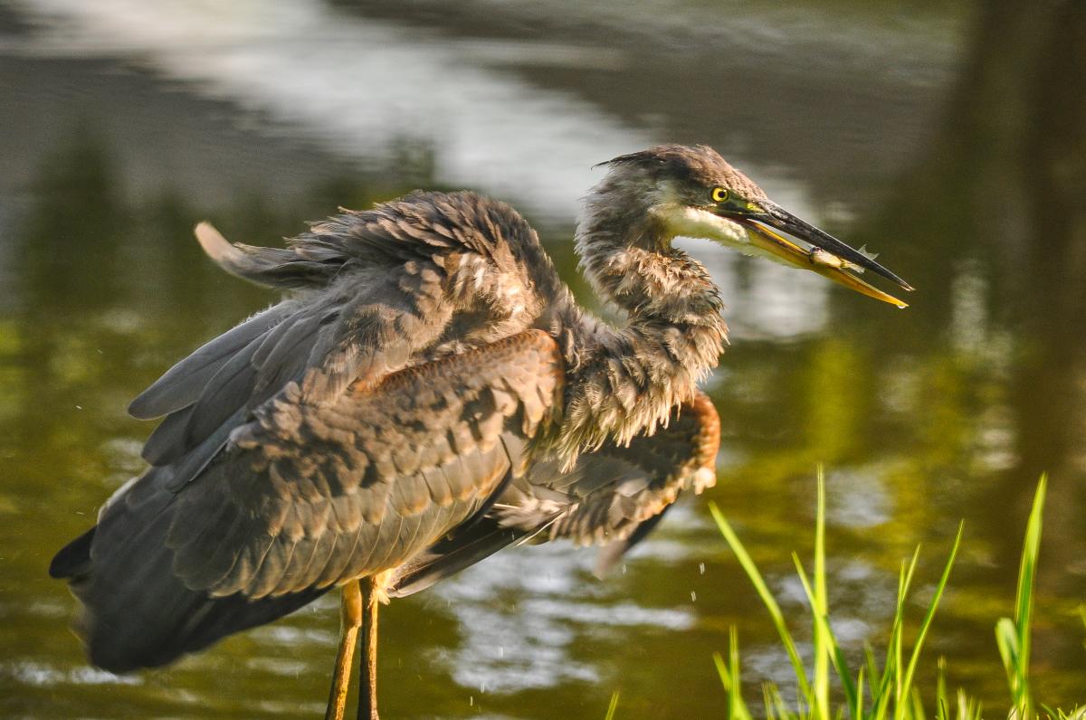 Great Blue Heron