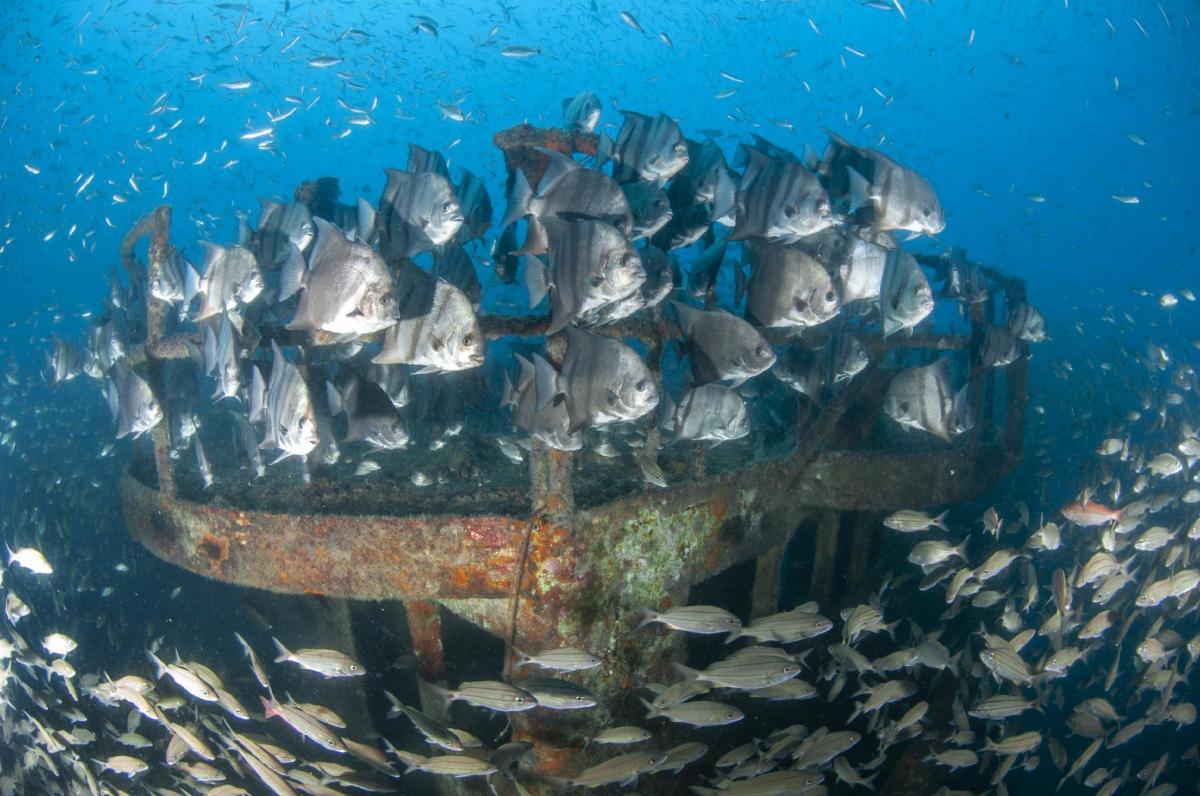 The Appeal of Wreck Diving