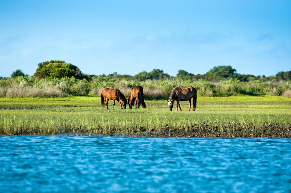 Shackleford Horses