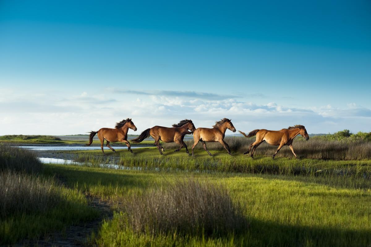 Cape Lookout - Horses Running