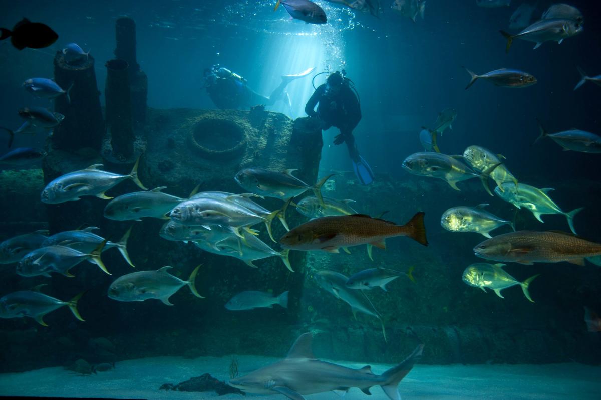 NC Aquarium at Pine Knoll Shores Submarine
