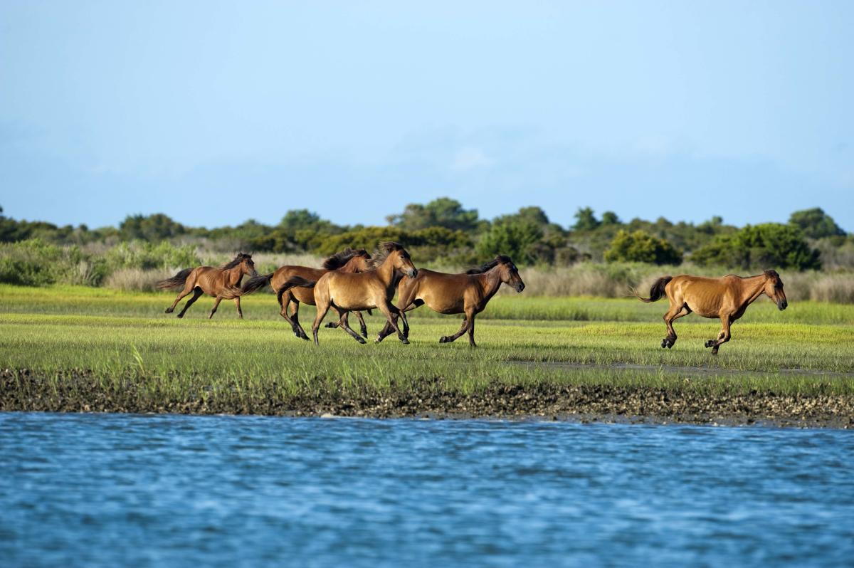 Shackleford Banks Horses